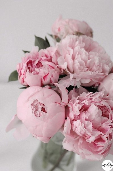 a��o� �e�o��e c�ac��� ce�o��� � �a�ce��a.���� ����� ����� � ������� - 7