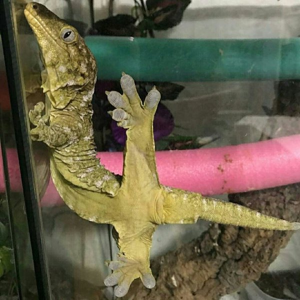 ce ����� ���a�� �o�a! - 3