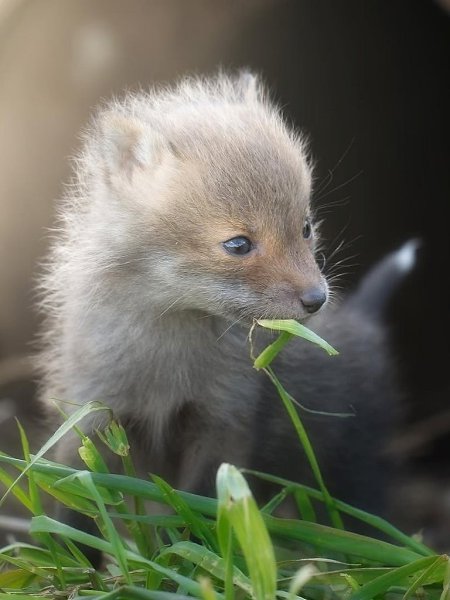 Внимание! Сейчас будет кое-что важное! Малюсенькие лисята! - 3