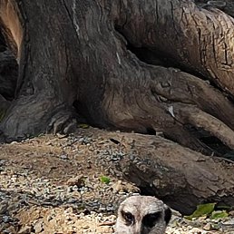 �������, ���������, 58 ���