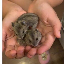 �����, ������-��-����, 44 ����