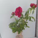  , , 36  -  22  2025    