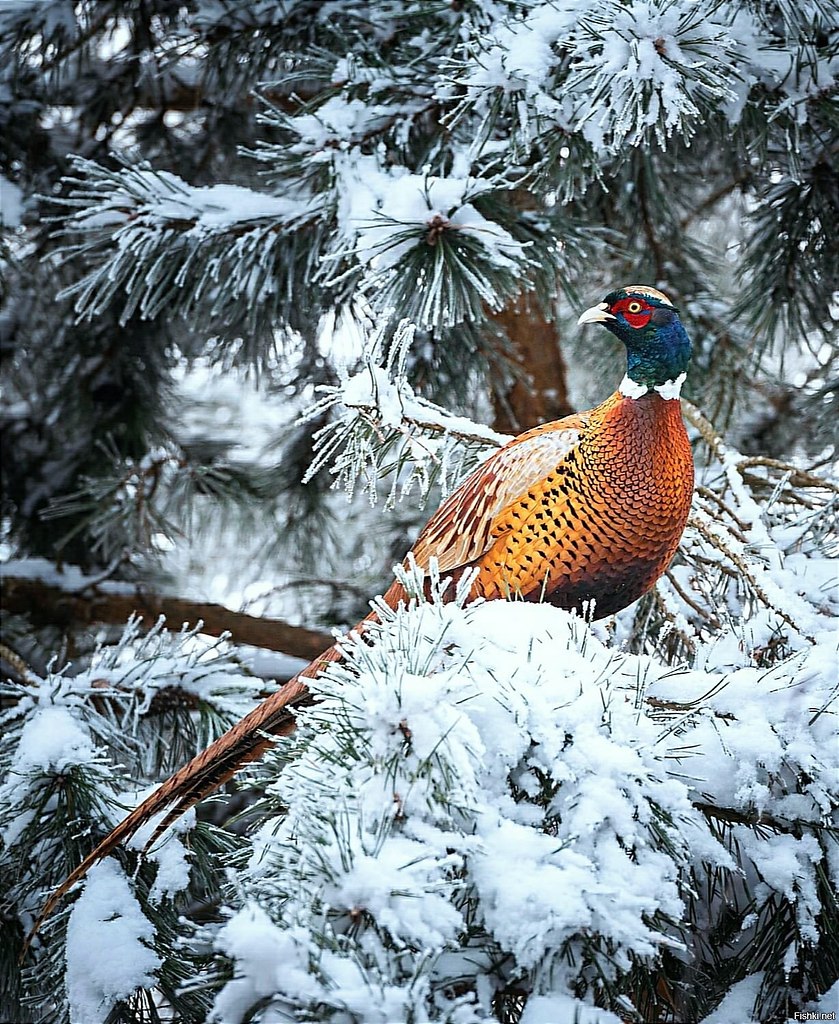 � ������ ����