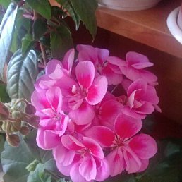 �������, �����-���������, 41 ���