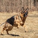  ***Anomaly***, - -  23  2025     .)