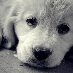 ���, ������������, 26 ���