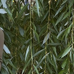 ��������, ������, 53 ����