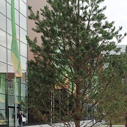 ������, ������, 54 ����