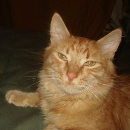 ������, ������, 39 ���