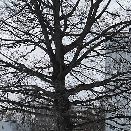 Dmitrijs, ����, 44 ����