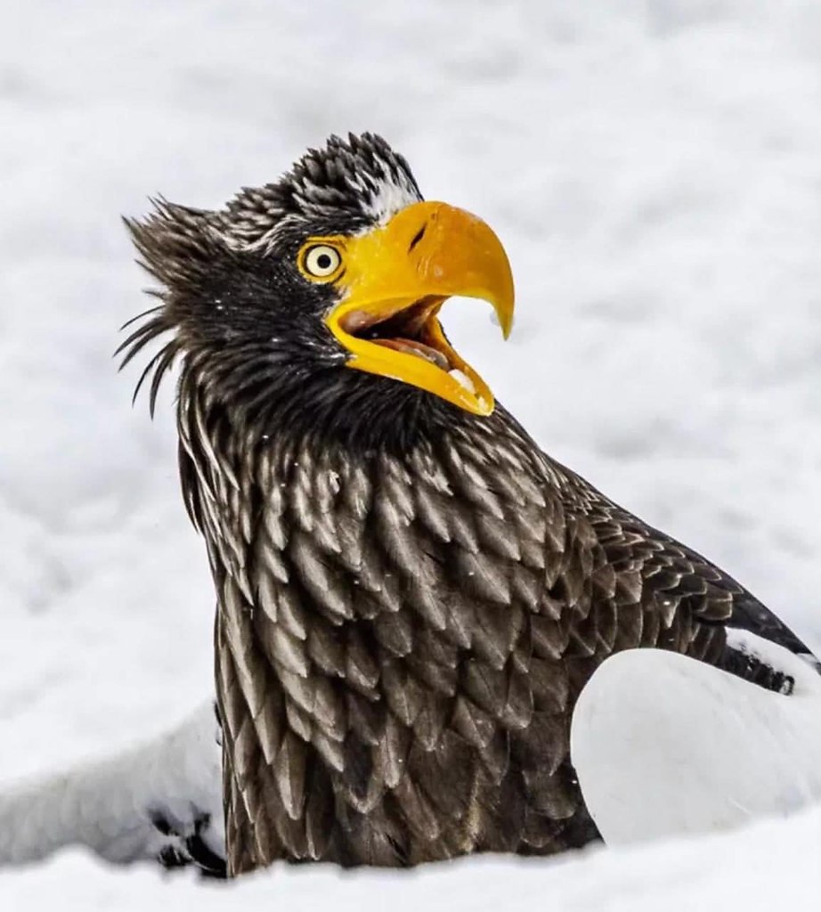 :)     :   Comedy Wildlife Photography Awards 2025 - 9