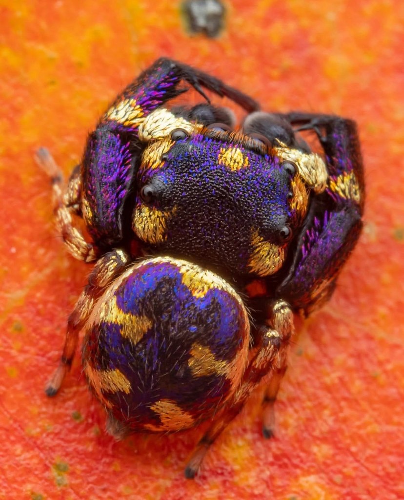 ���������-������� ����-������, ��� Irura bidenticulata, � ��������� ���� � ������������ ... - 2