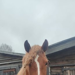 �����, ������, 54 ����