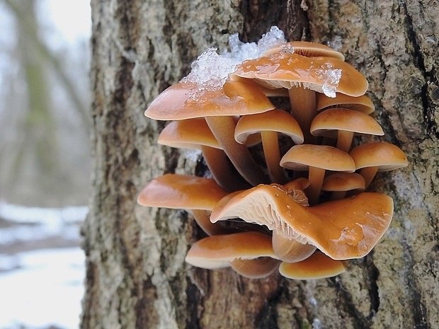   (. Flammulina velutipes)      ...
