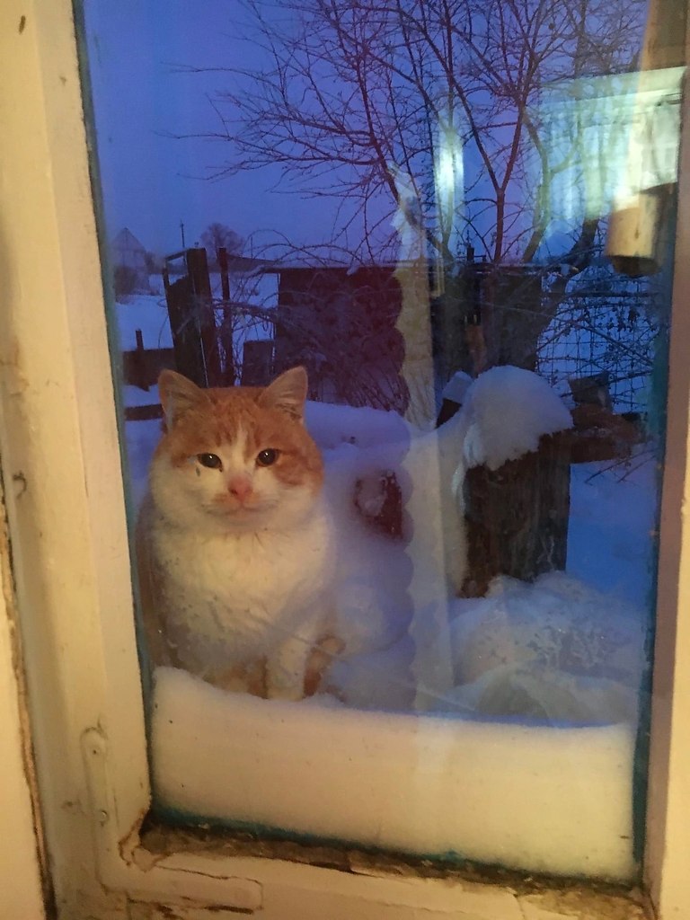Сидит и ждет, пока его впустят