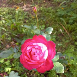 ���� �������, ���������, 50 ��� - ��������� 17 ������� 2024