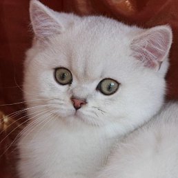 �����, ���������, 51 ���