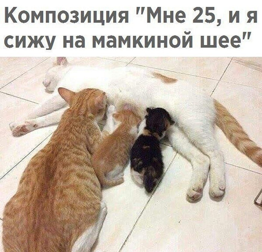 ? ,  ! - 11  2025  08:55