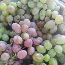  Nina Iv,   -  23  2025