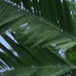 �������, ����, 41 ���