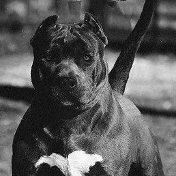 ���������, ������, 33 ����