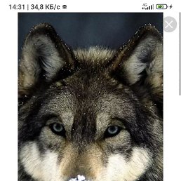 ���������, ������, 65 ���