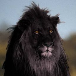 �����, ����, 41 ���