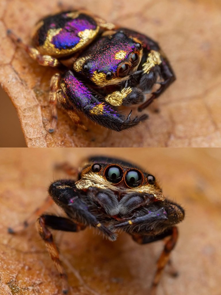 ���������-������� ����-������, ��� Irura bidenticulata, � ��������� ���� � ������������ ... - 3