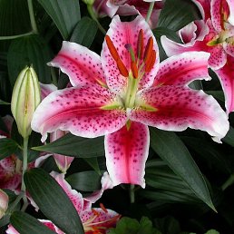 ��������, ������������