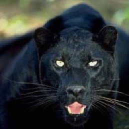 ������, �������, 59 ���