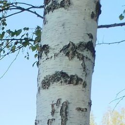 ����, ������, 51 ���