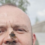 , 53 , 