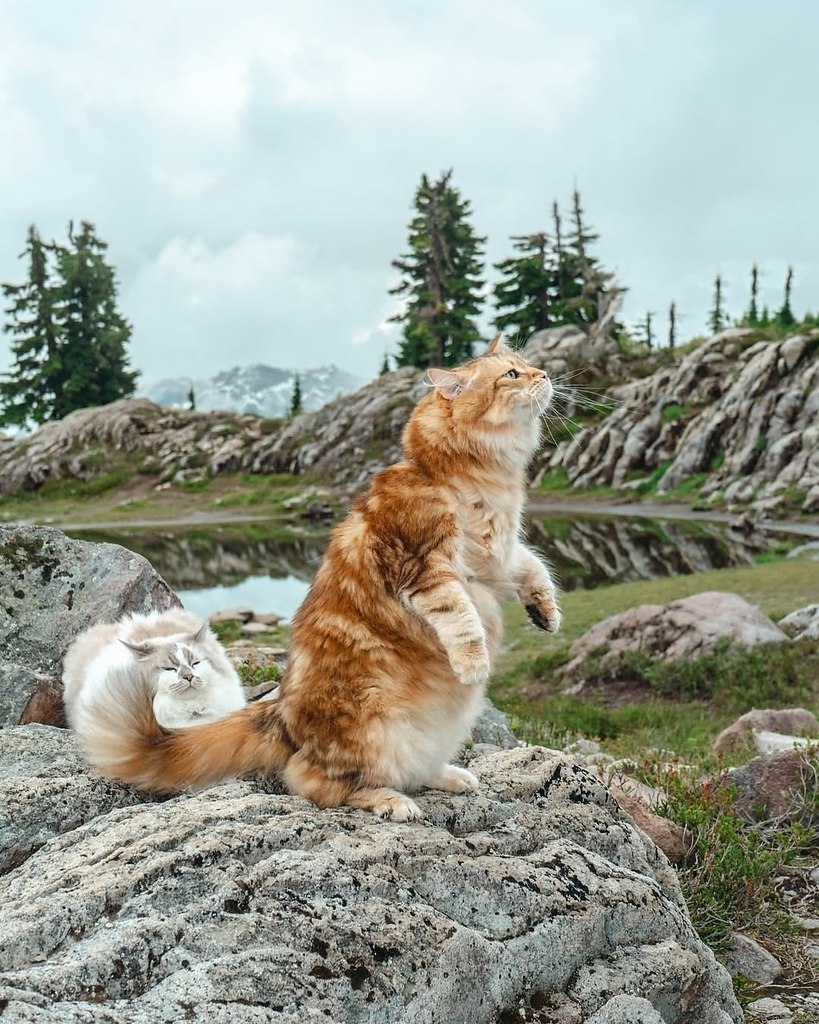 Это единственные тревел-блогеры, которых хочется смотреть хоть каждый день. Потрясающие коти - 4