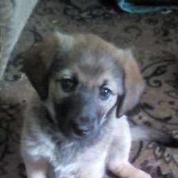 ����, �������, 53 ����