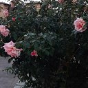 ���� �����, ������� - ��������� 4 ��� 2025 � ������ ���� ����������