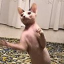 ���� ������, ������������, 55 ��� - ��������� 23 ���� 2024 � ������ ���� ����������