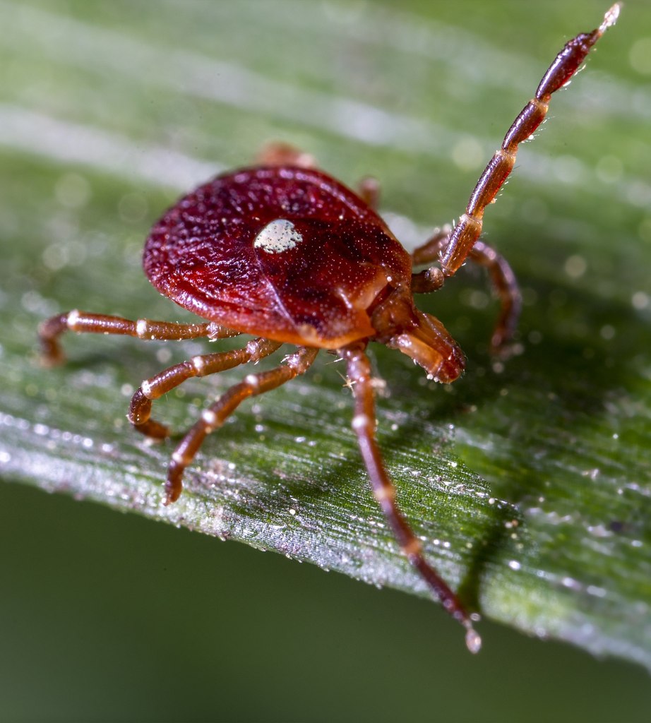 � ����� � ��������� ������ ��� ������� ���� ��� ��������� Lone Star tick. ��� ���� �������� � ... - 3