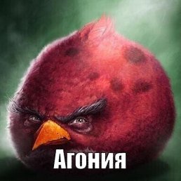 �������, �����������, 18 ���