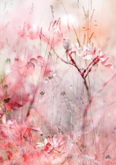 Люди дарят цветы, потому что в цветах заложен настоящий смысл Любви. Тот, кто попытается овладеть ... - 2