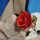 ���� Hannah, ���� - ��������� 27 ����� 2026