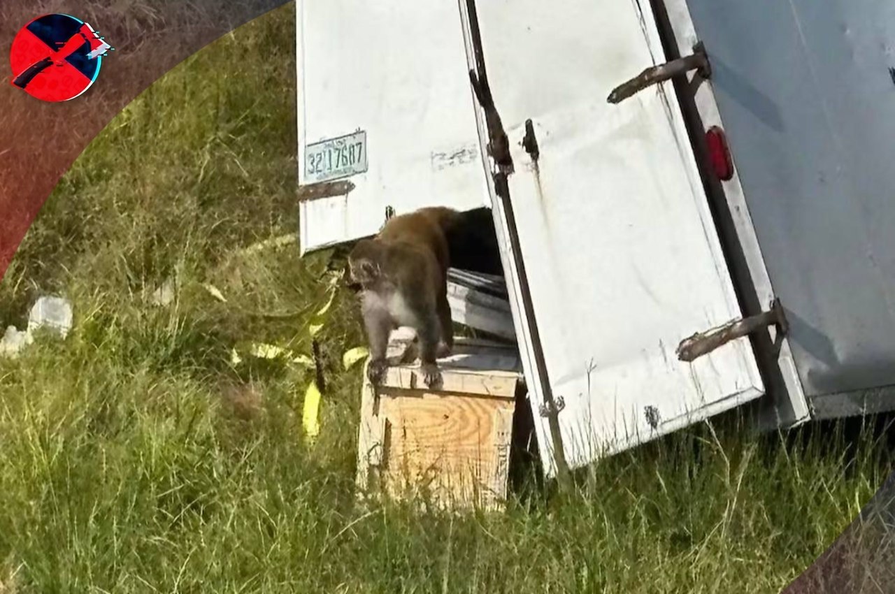 ������� �����-�����������.������������ ��������, ������������ ������������ �������, ��������� ...