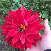 ������, 43 ����, �����������