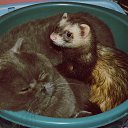 ������ �� ������� ���� ����������