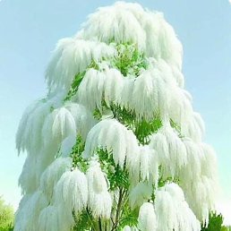 ����, ������, 45 ���