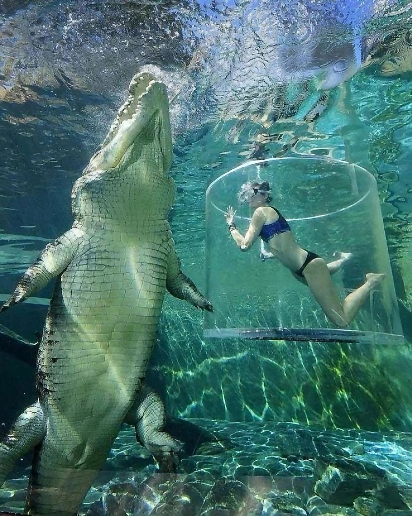 17 ���� �� ���� ���� ���������� ������������� �������� � ��������� ���� ��������� (World Crocodile ...