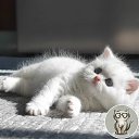 ���� �������, ��������, 76 ��� - ��������� 11 ������� 2024 � ������ ������ ��������
