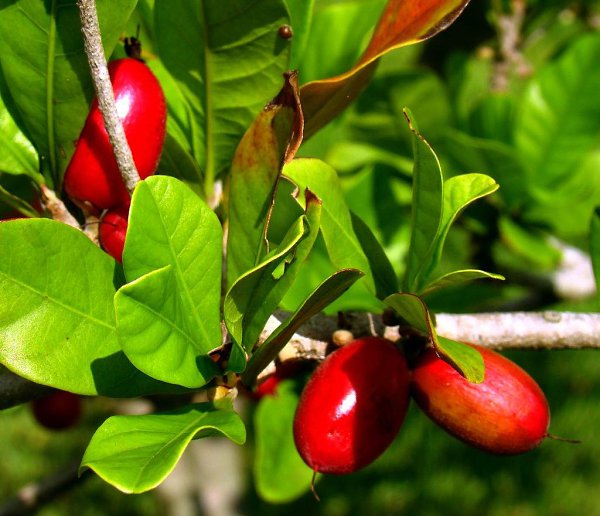 Магический фрукт (synsepalum dulcificum), обладает способностью «обманывать» наши вкусовые рецепторы ...