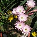 ���� �����������, �����������, 53 ���� - ��������� 15 ����� 2025 � ������ ���� ����������