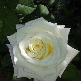 �����, ����-�����