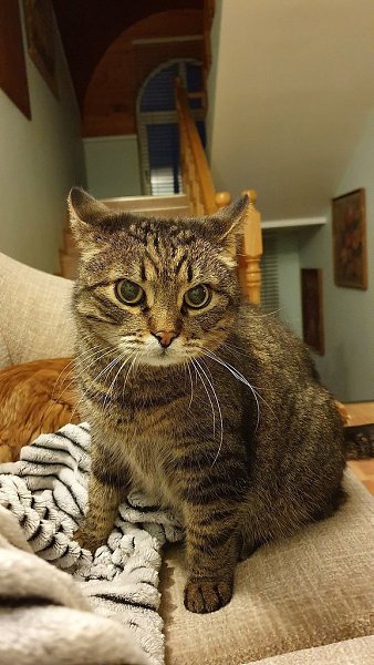 По поведению моего кота можно сказать, что это я у него живу и, судя по его угрюмому взгляду, мне ...